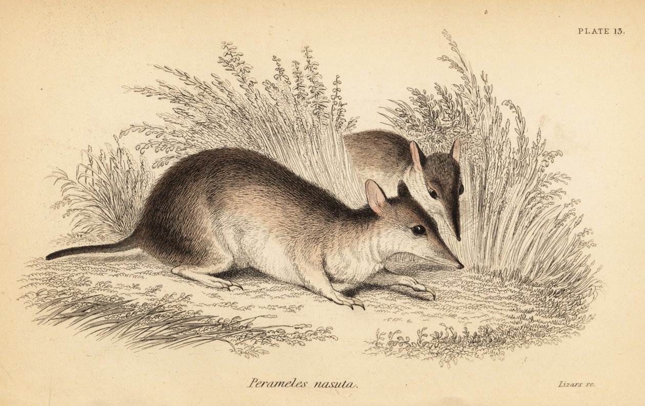 Bandicoot à long nez, Perameles nasuta (gravure) - Georges Robert Waterhouse