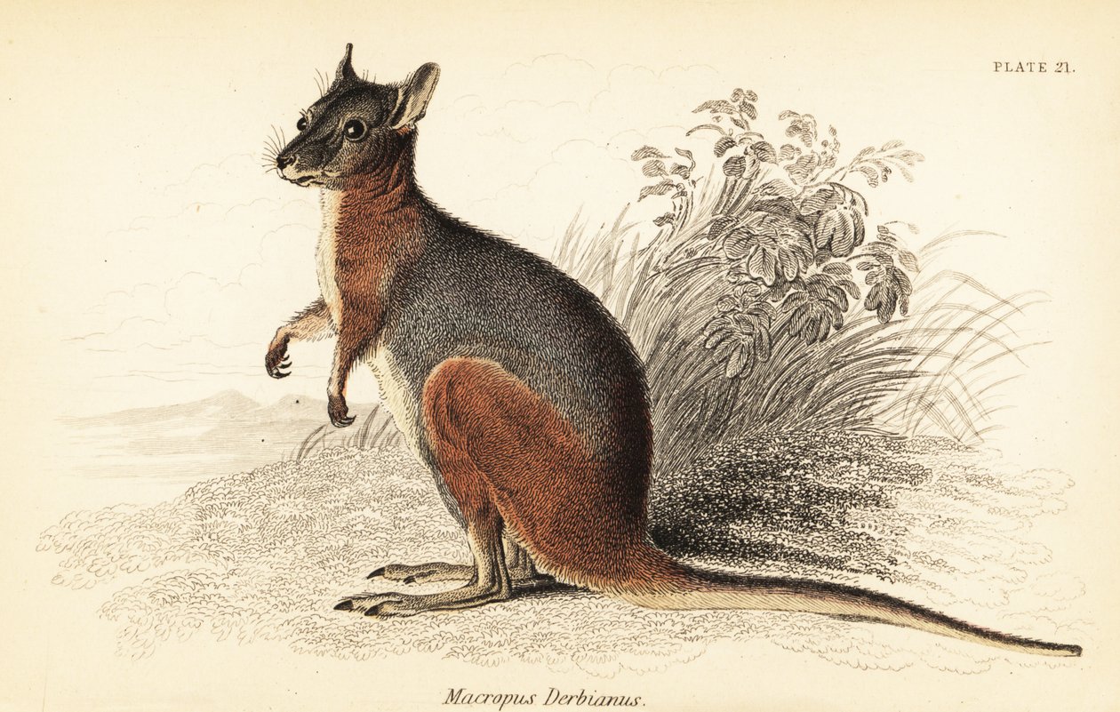 Wallaby de Tammar, Macropus eugenii (gravure) - Georges Robert Waterhouse