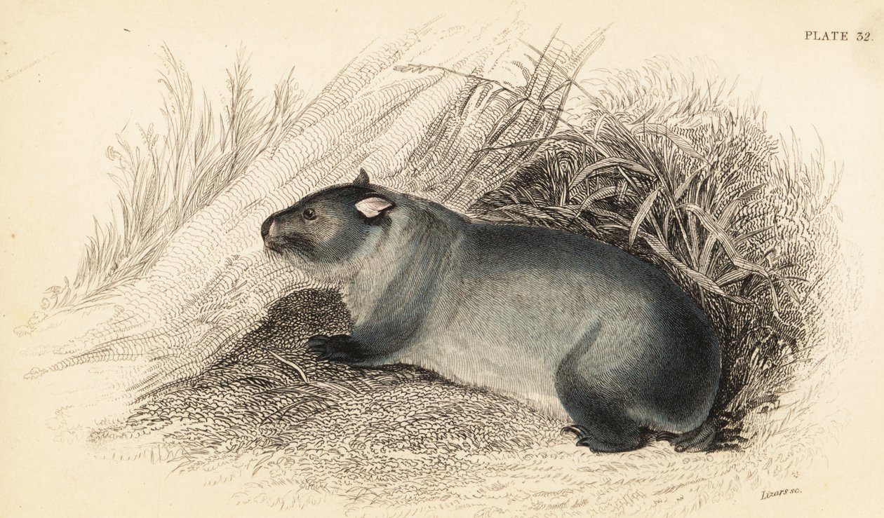 Wombat, Vombatus ursinus - Georges Robert Waterhouse