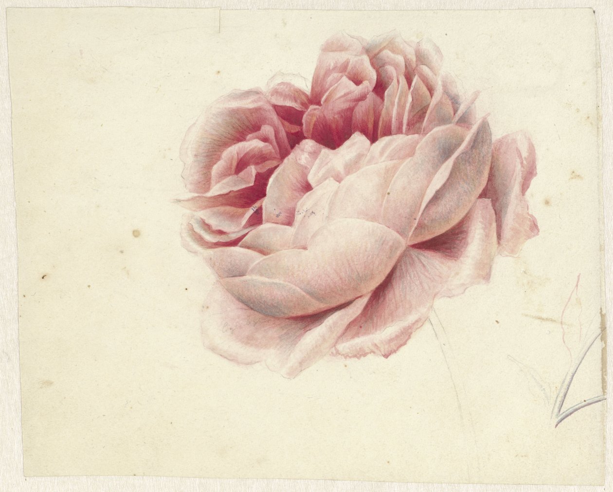 Rose rouge - Georgius Jacobus Johannes van Os