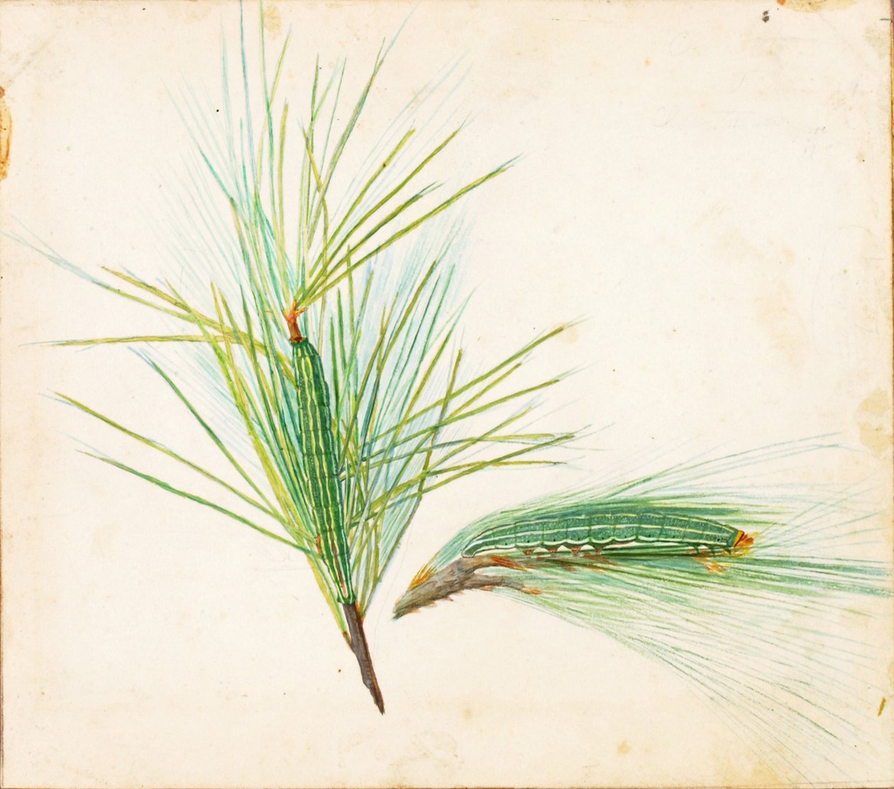 Chenille à touffes de pin, début du 20ème siècle - Gerald H. Thayer