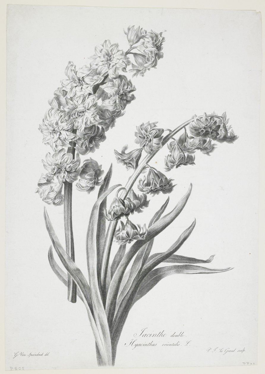 Jacinthe double, de Fleurs Dessinées d