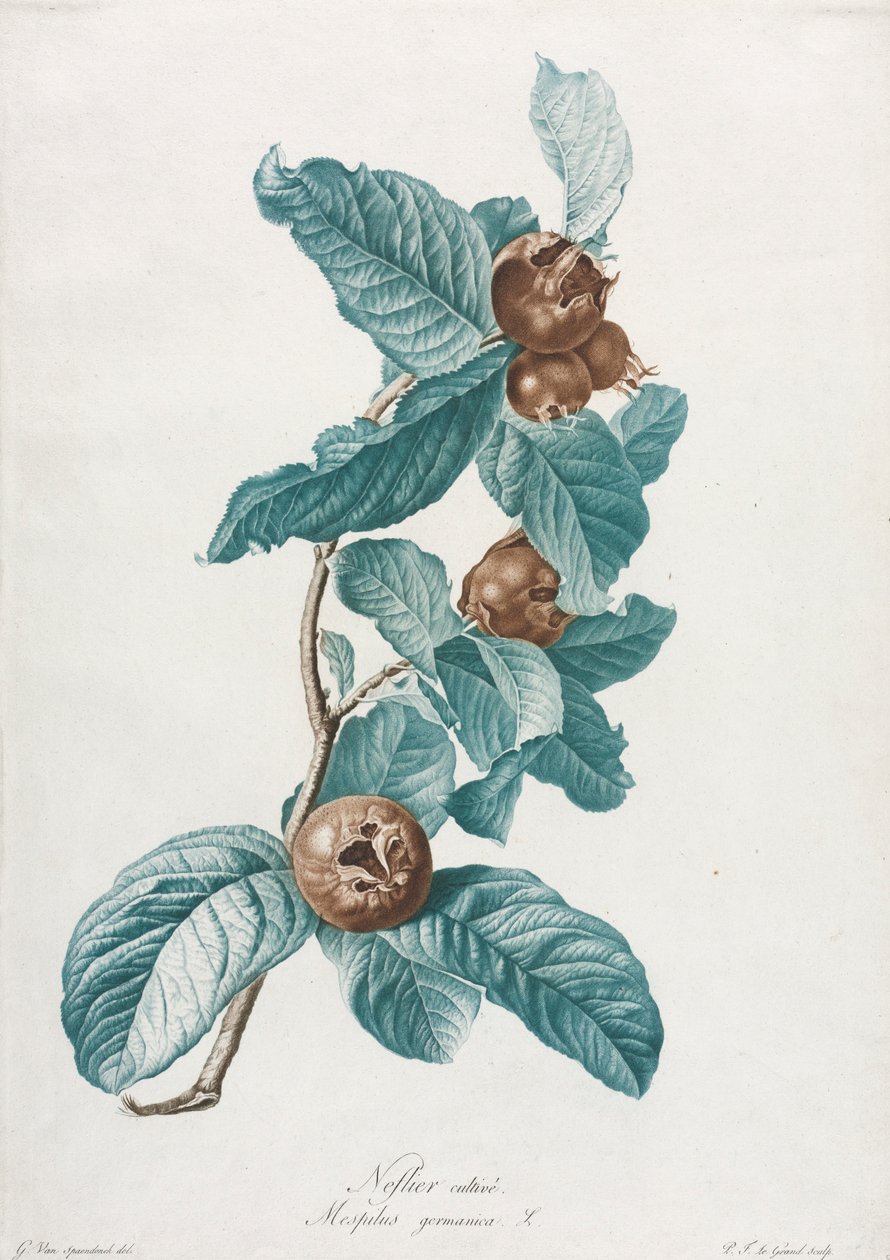 Néflier cultivé Mespilus germanica - Gerard van Spaendonck