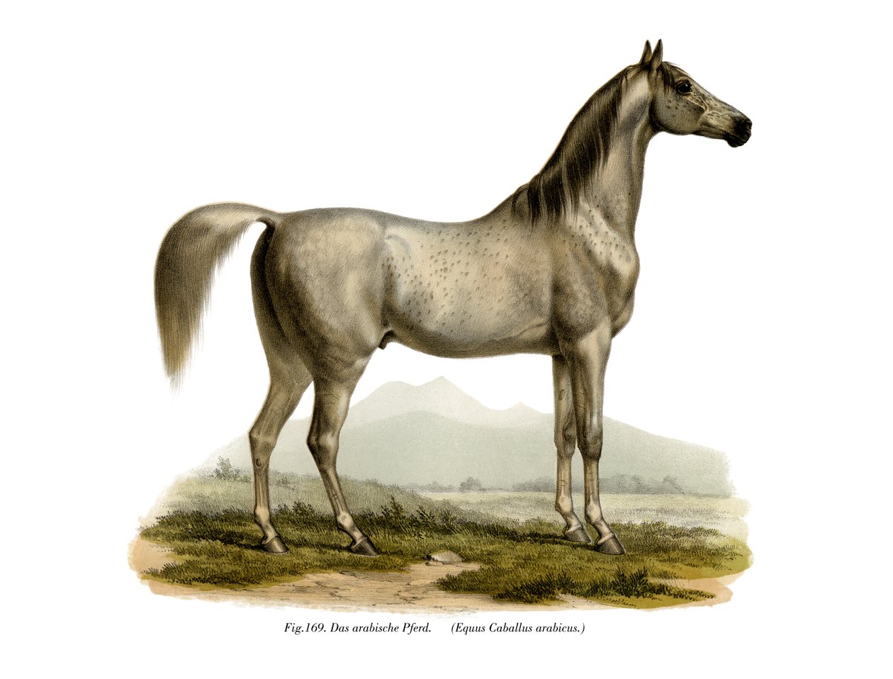 Cheval arabe, 1860 - German School