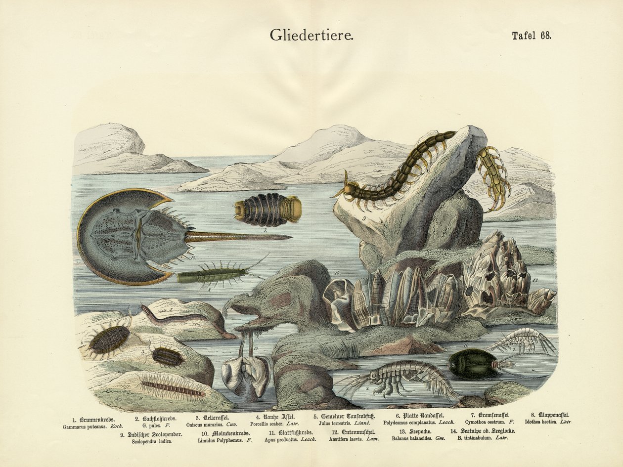 Arthropodes, c.1860 - German School