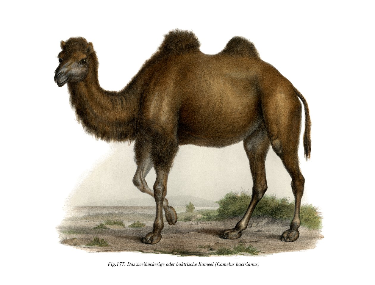 Chameau de Bactriane, 1860 - German School