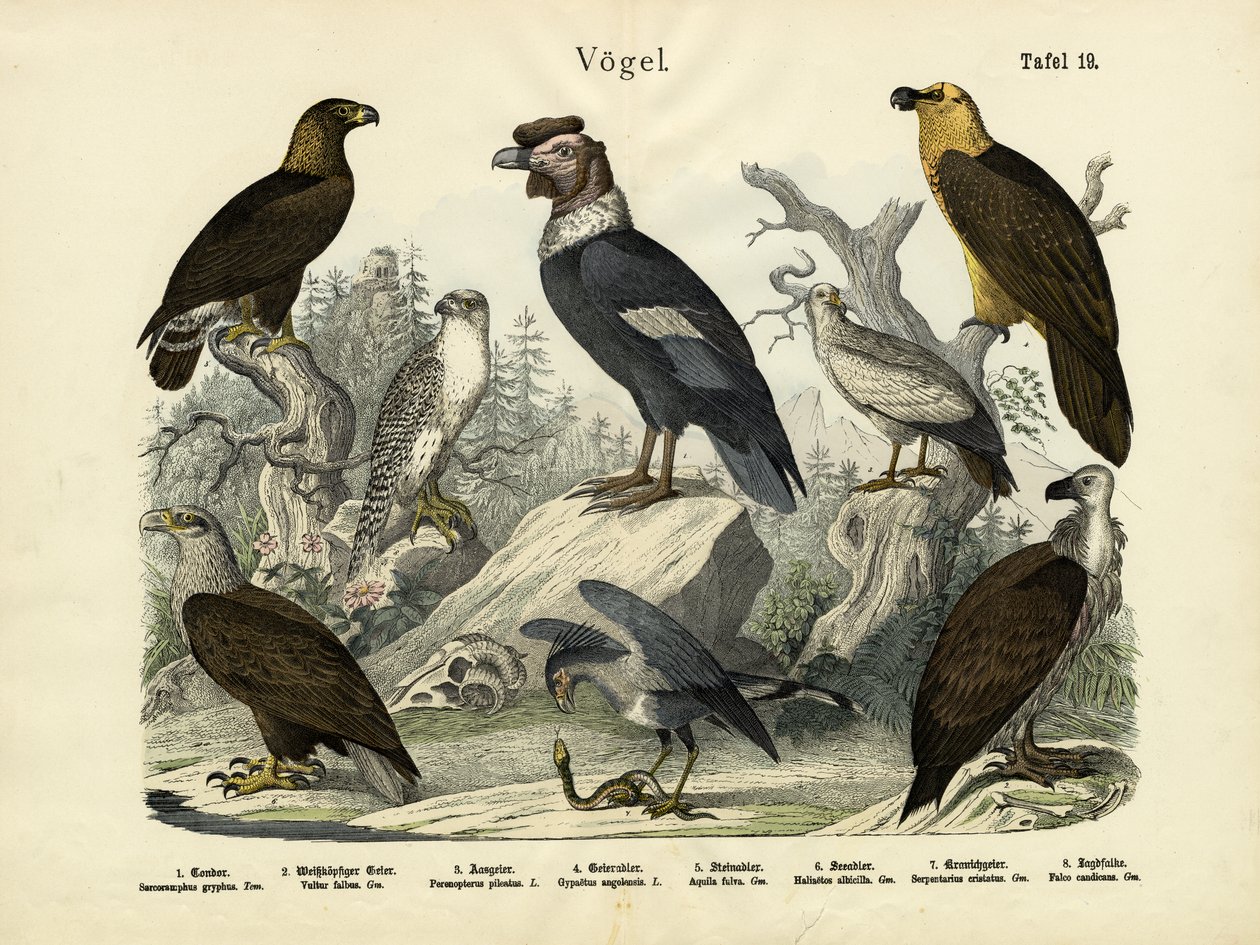 Oiseaux, vers 1860 - German School