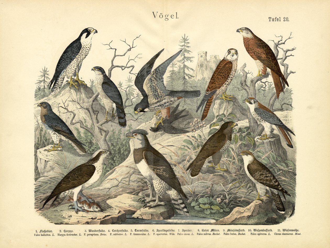Oiseaux, vers 1860 - German School