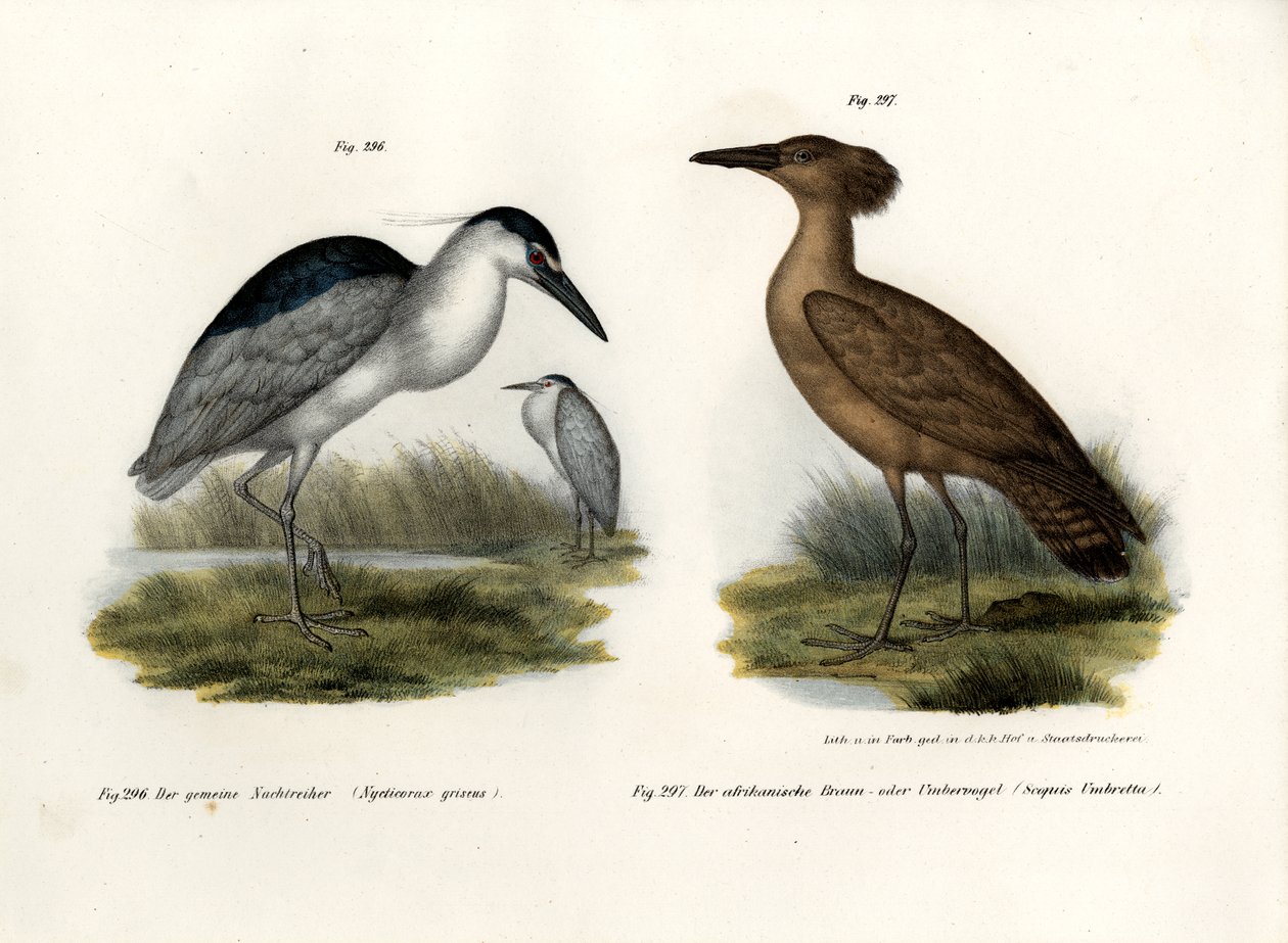 Bihoreau gris, 1864 - German School