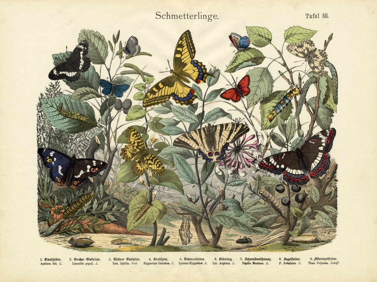 Papillons, vers 1860 - German School