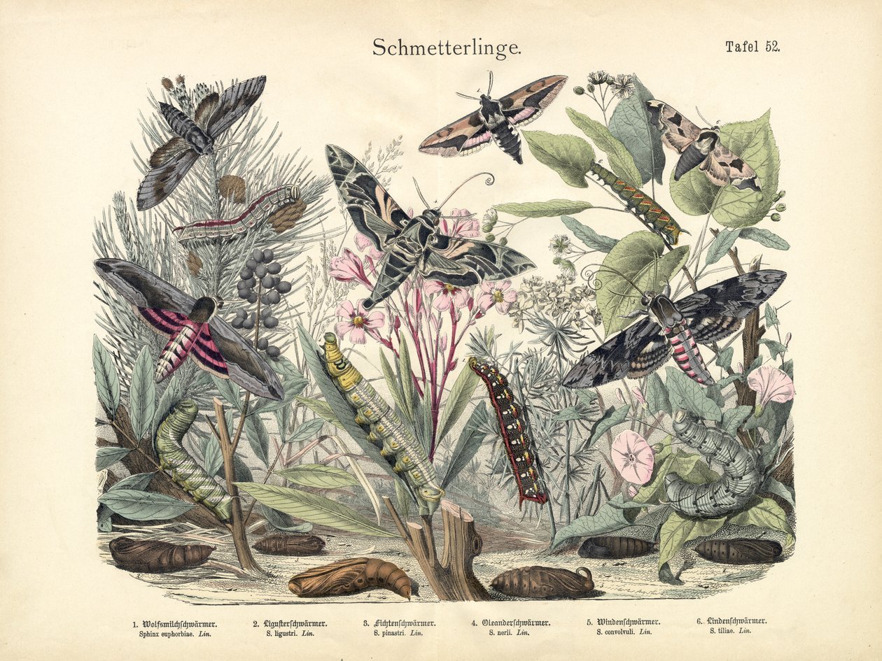 Papillons, vers 1860 - German School