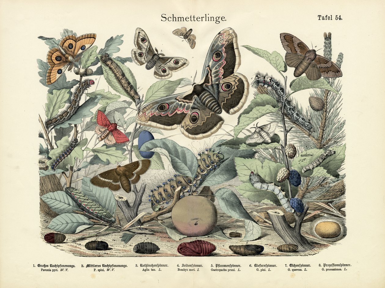Papillons, vers 1860 - German School