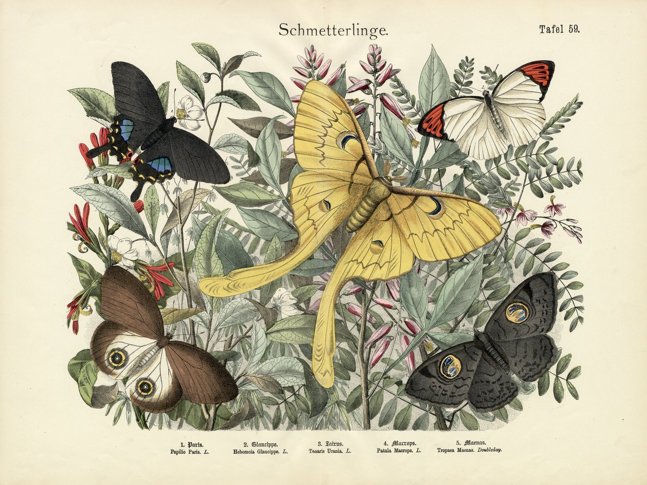 Papillons, vers 1860 - German School