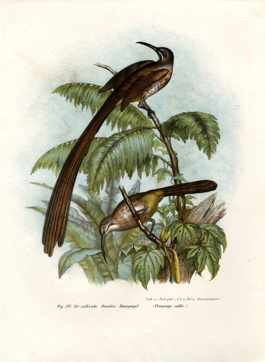 Souimanga du Cap, 1864 - German School
