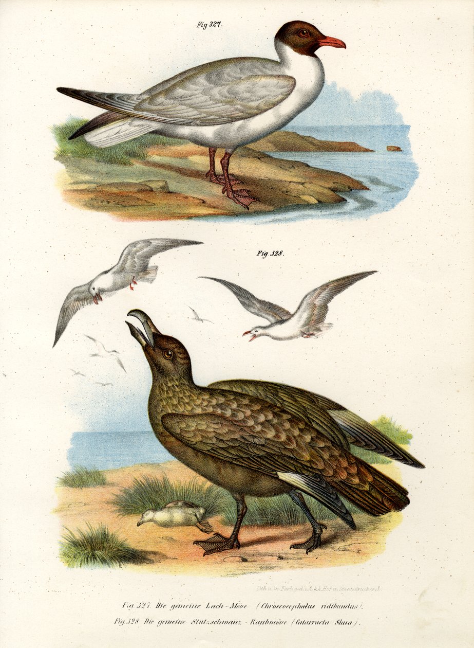 Mouette rieuse, 1864 - German School