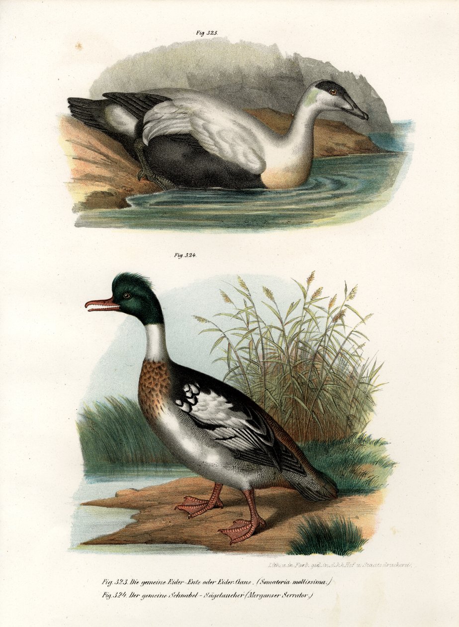 Eider à duvet, 1864 - German School