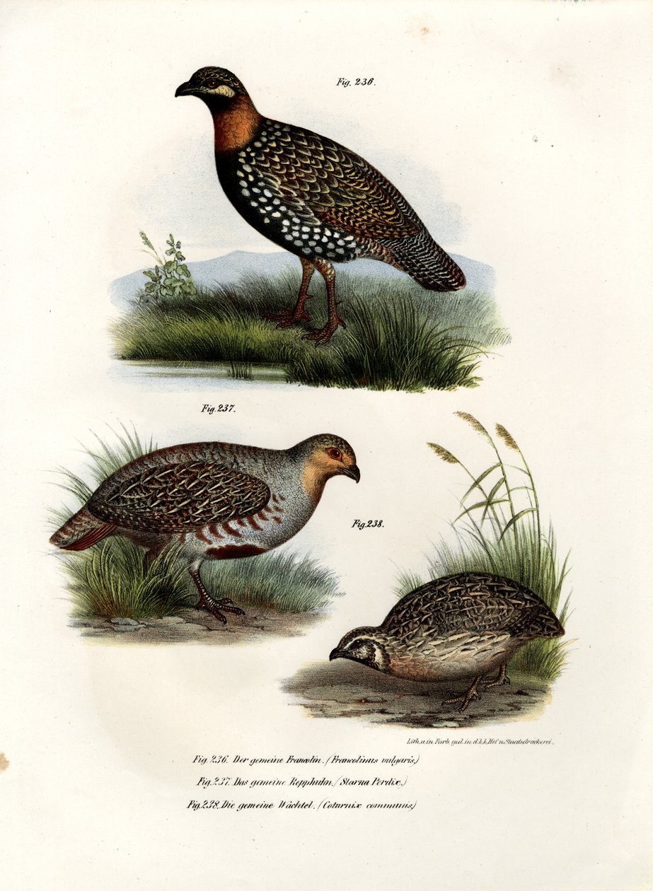 Perdrix rouloul, 1864 - German School