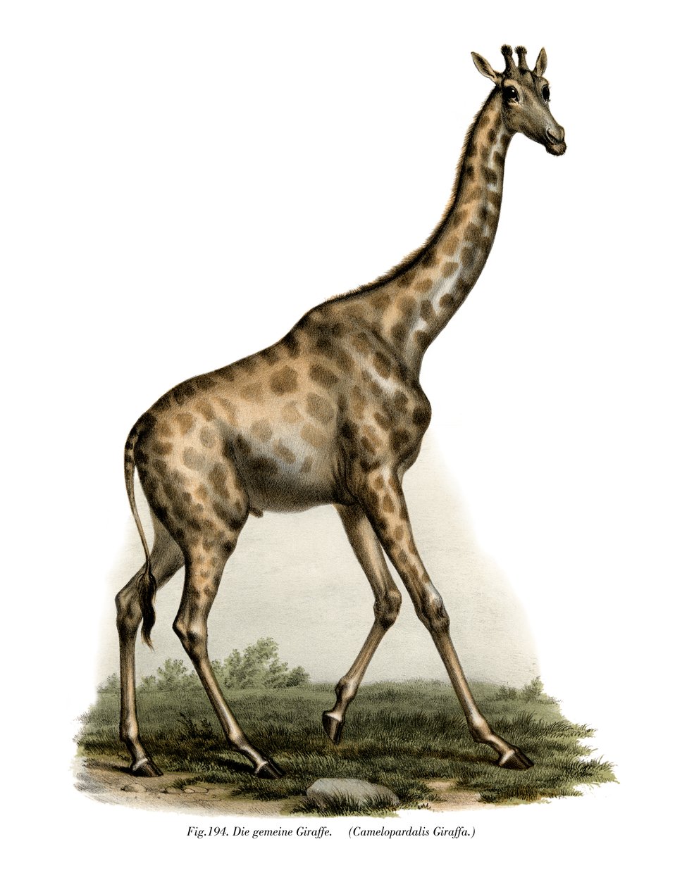 Girafe, 1860 - German School