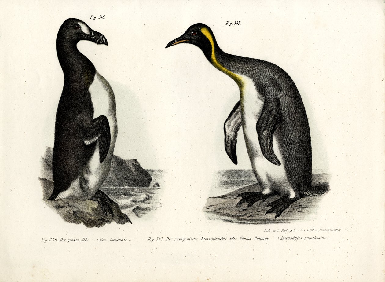Grand pingouin, 1864 - German School