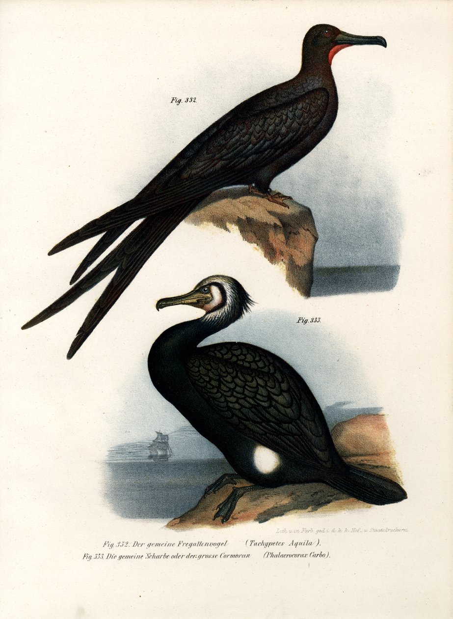 Frégate superbe, 1864 - German School