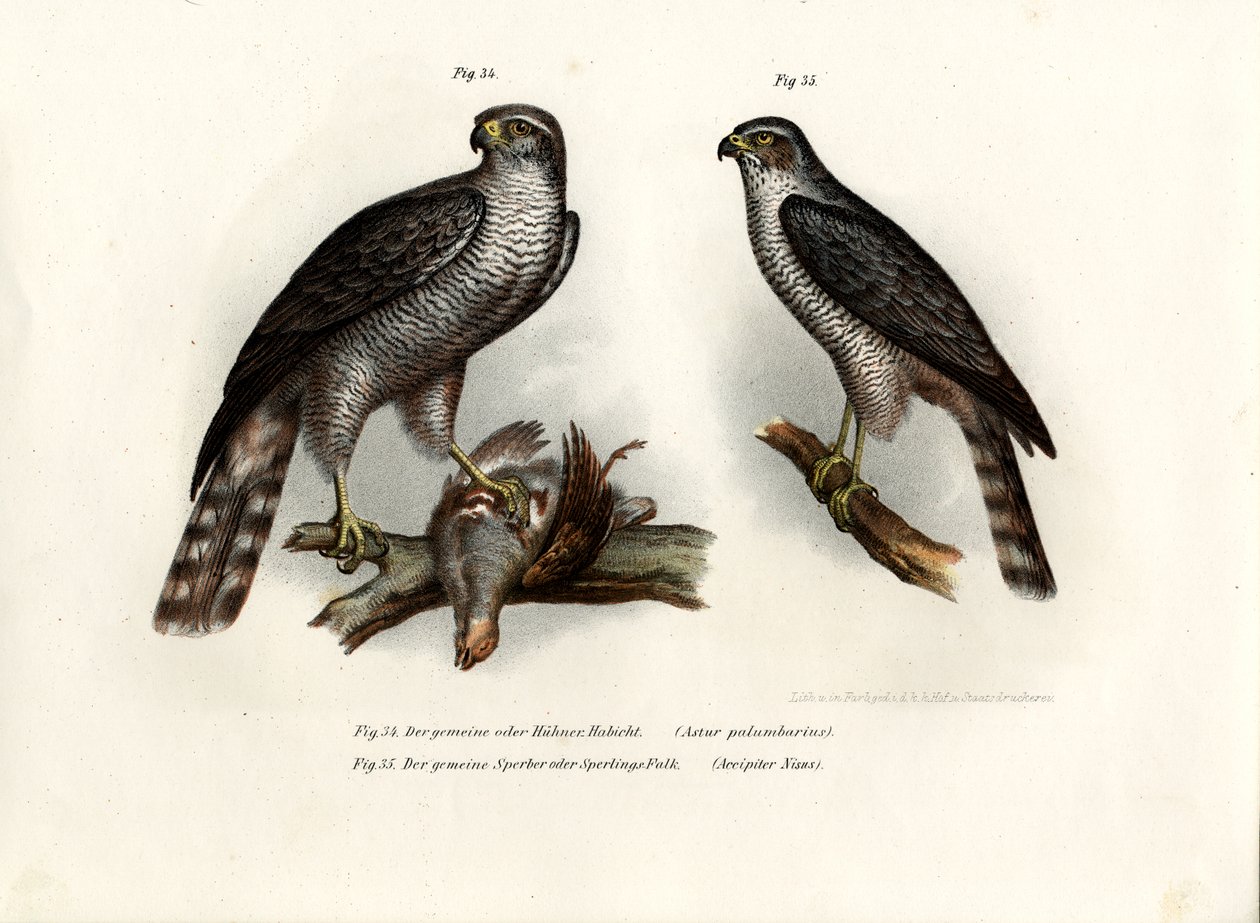 Faucon, 1864 - German School