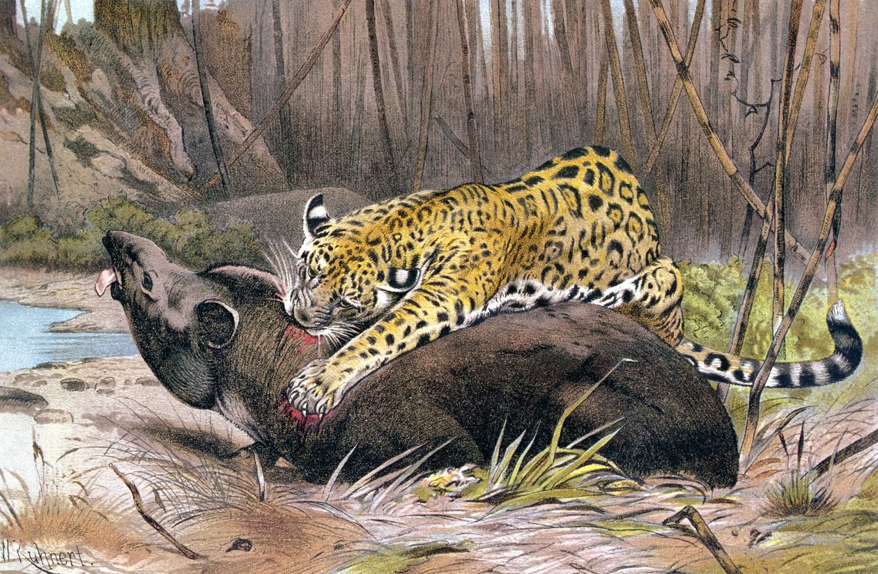 Jaguar, planche de Brehms Tierleben: Allgemeine Kunde des Tierreichs, vol.1, p.494, publié par Bibliographisches Institut, 1890 - German School