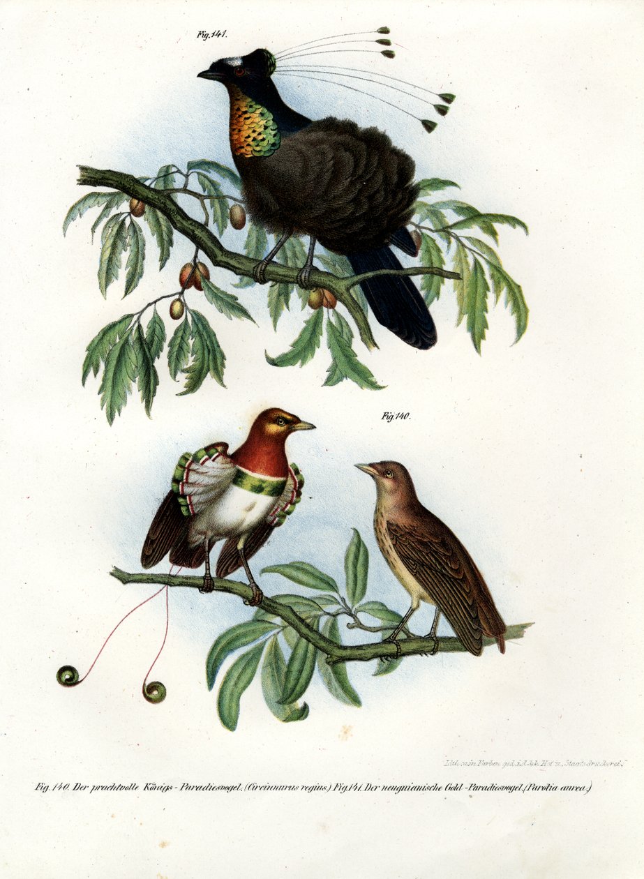 Petit oiseau de paradis, 1864 - German School