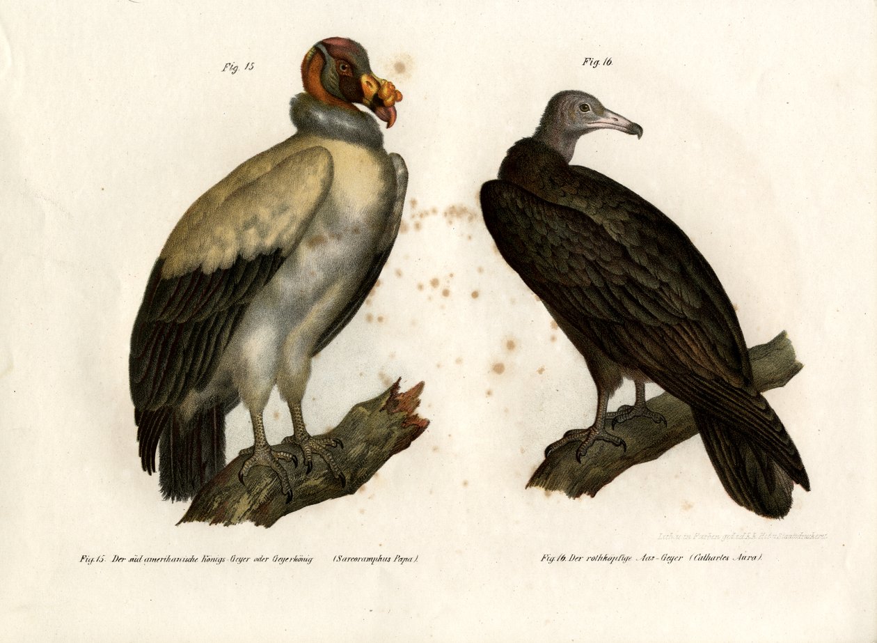 Vautour pape, 1864 - German School