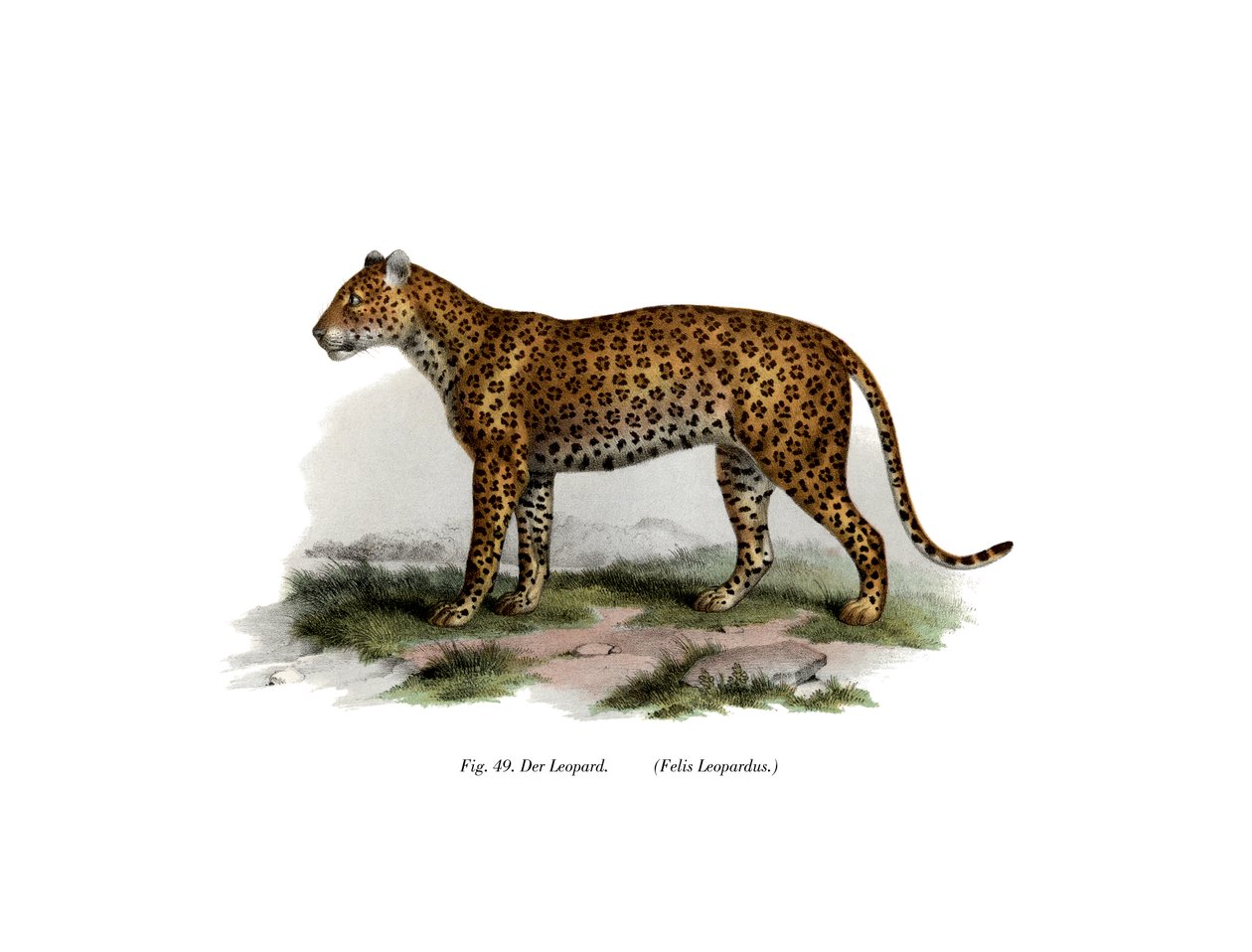 Léopard, 1860 - German School