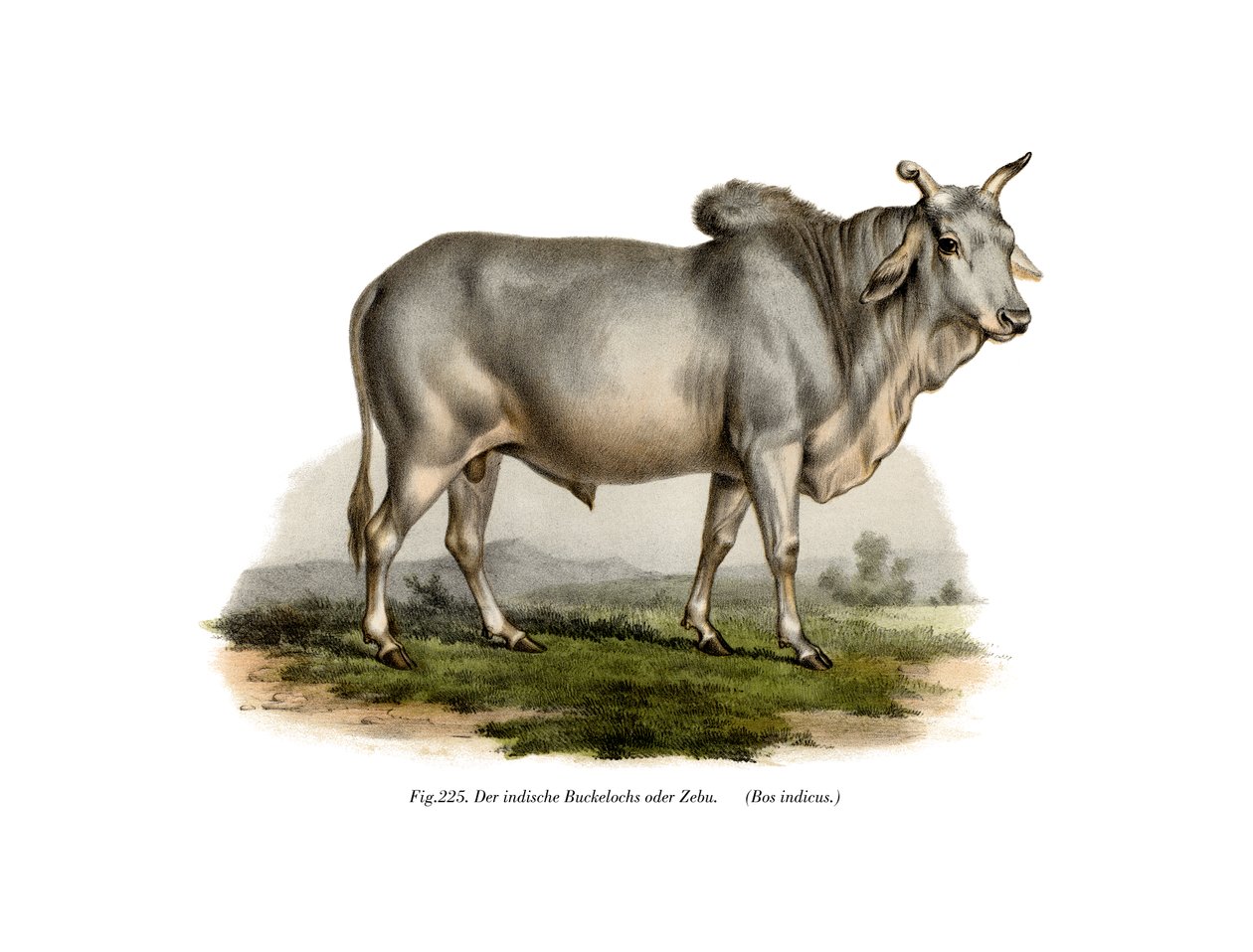 Vache zébu malienne, 1860 - German School
