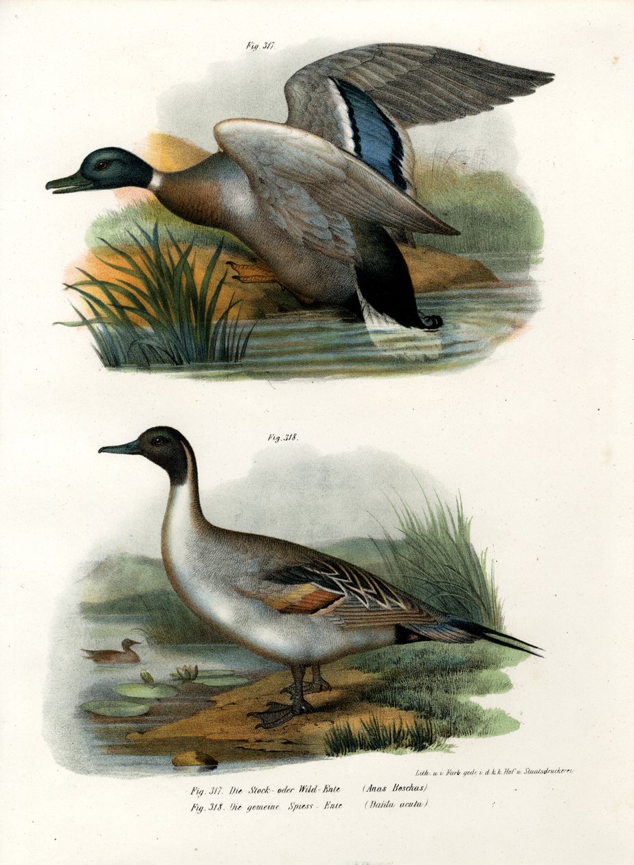 Canard colvert, 1864 - German School