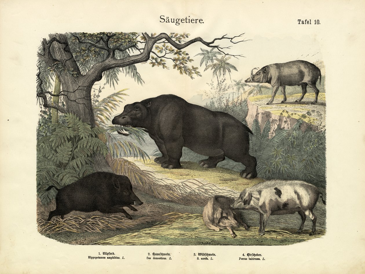 Mammifères, vers 1860 - German School