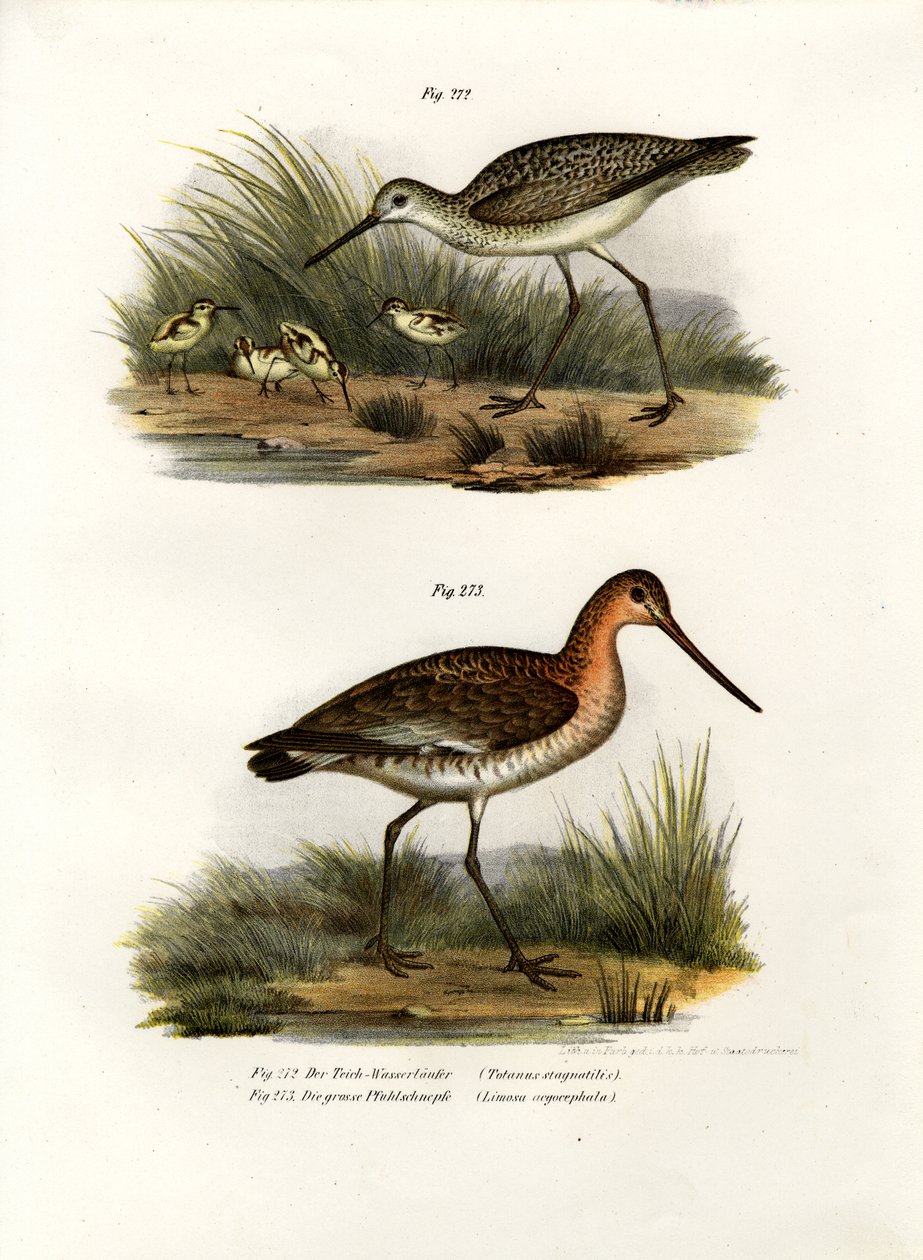 Avocette élégante, 1864 - German School