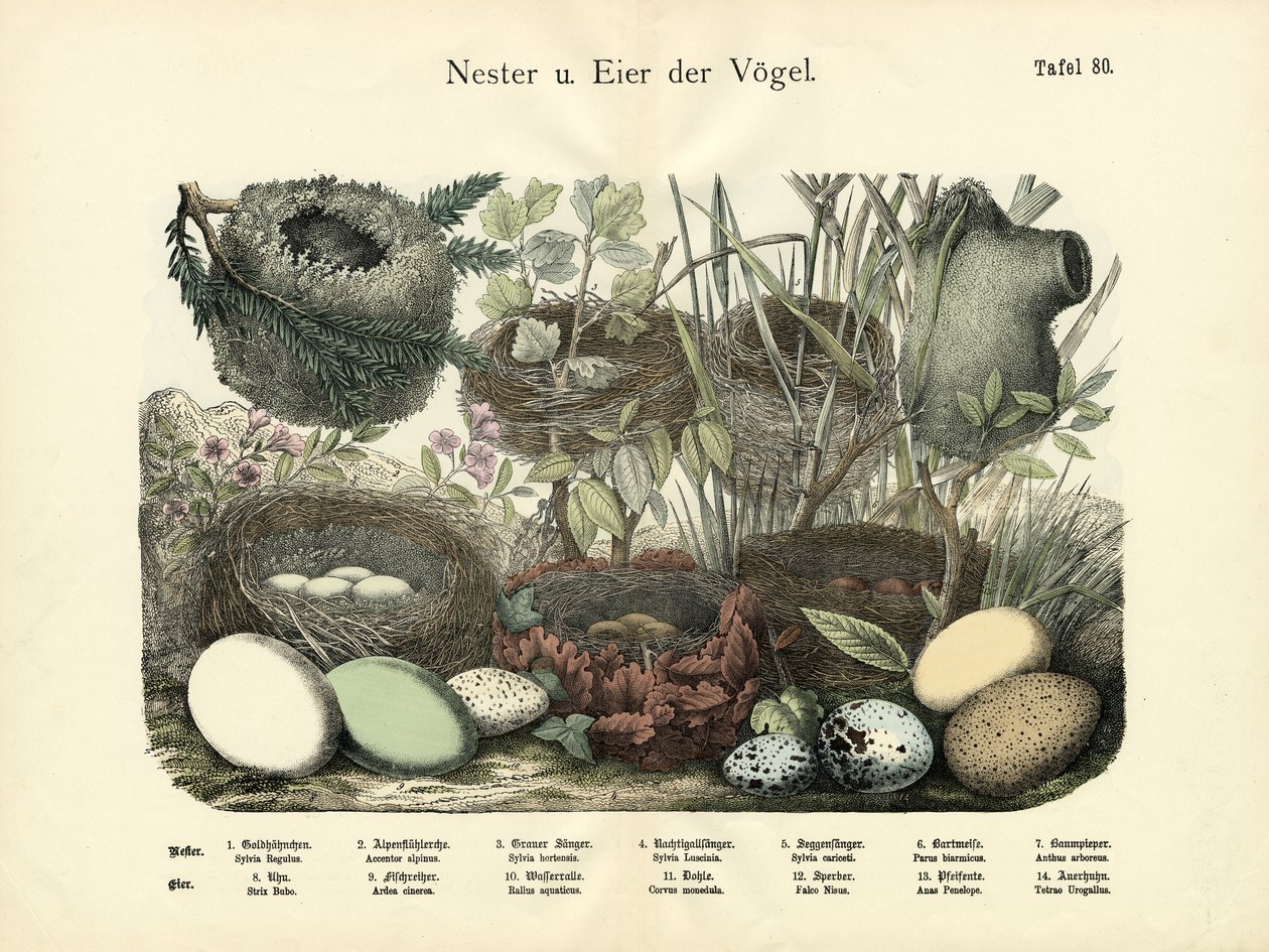 Nids et œufs, c.1860 - German School