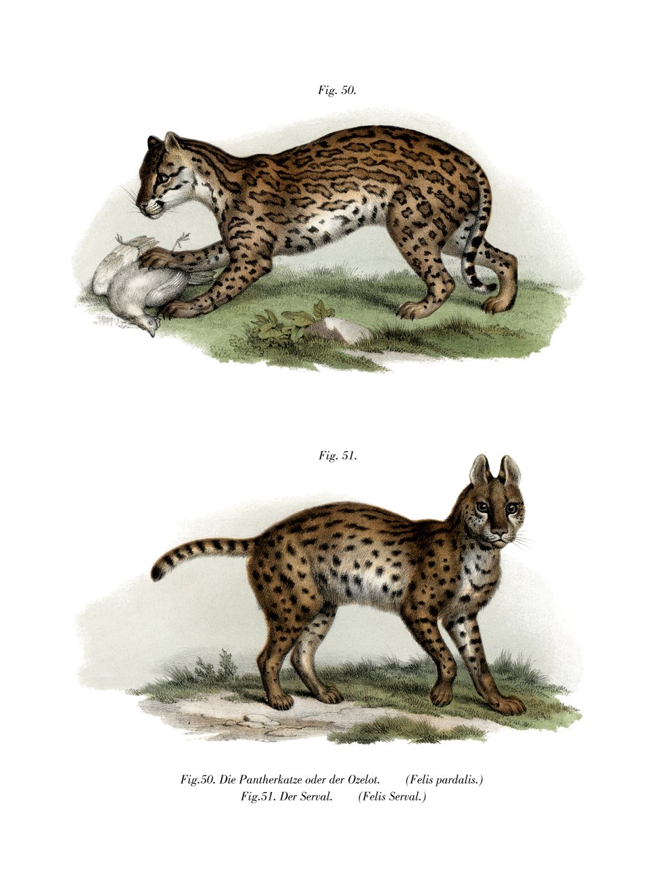 Ocelot, 1860 - German School