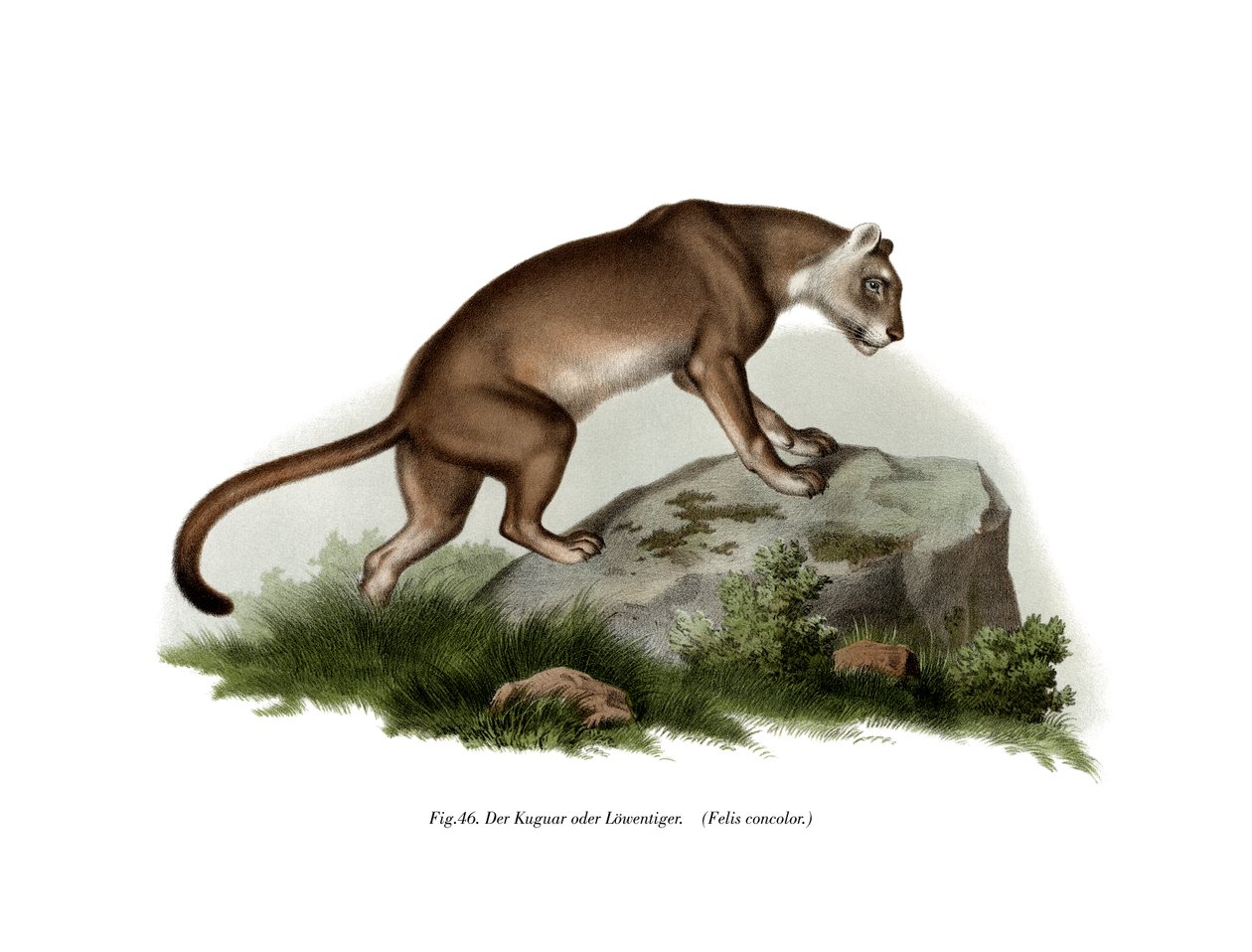 Puma, 1860 - German School