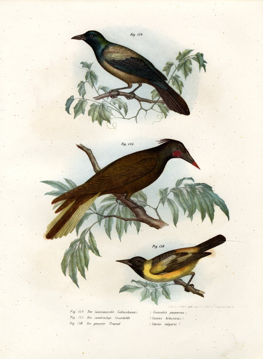 Quiscale pourpre, 1864 - German School