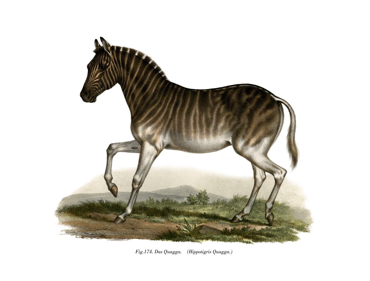 Quagga, 1860 - German School