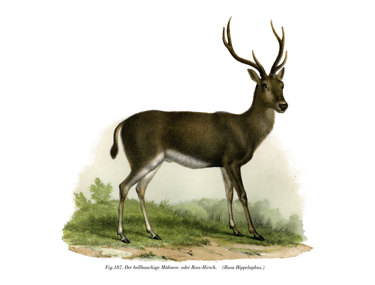 Cerf rouge, 1860 - German School