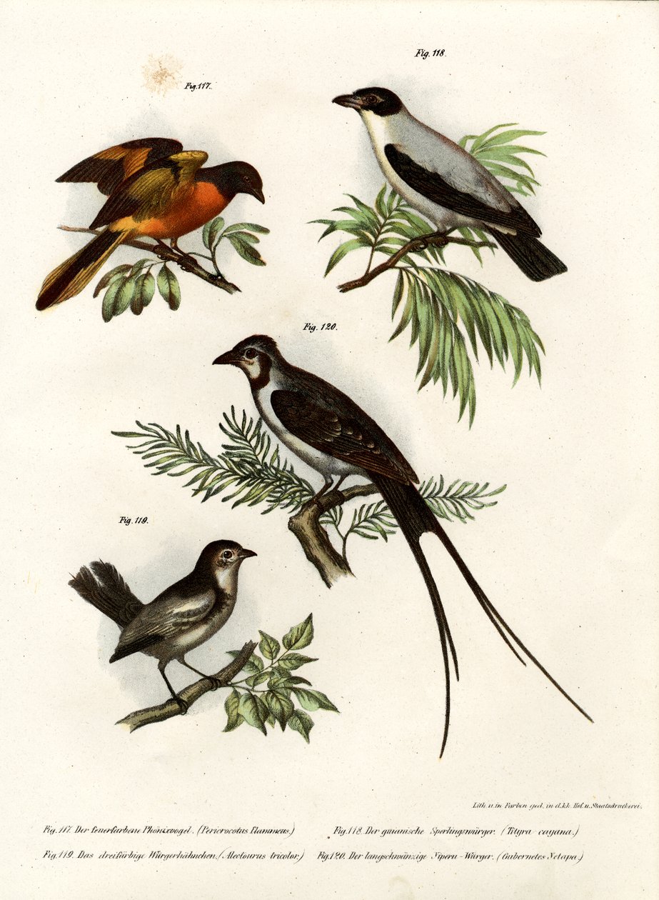 Minivet écarlate, 1864 - German School