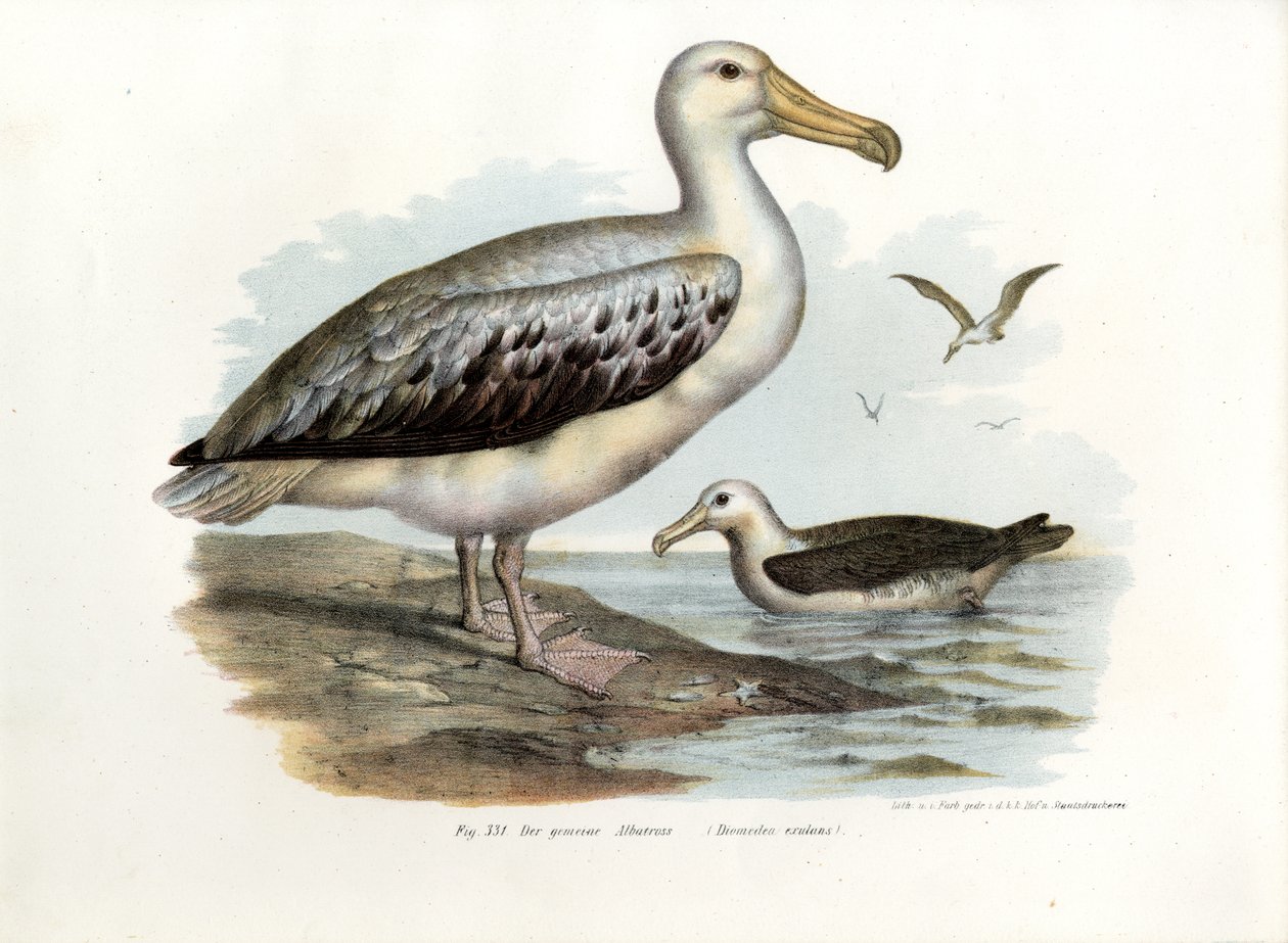 Albatros hurleur, 1864 - German School
