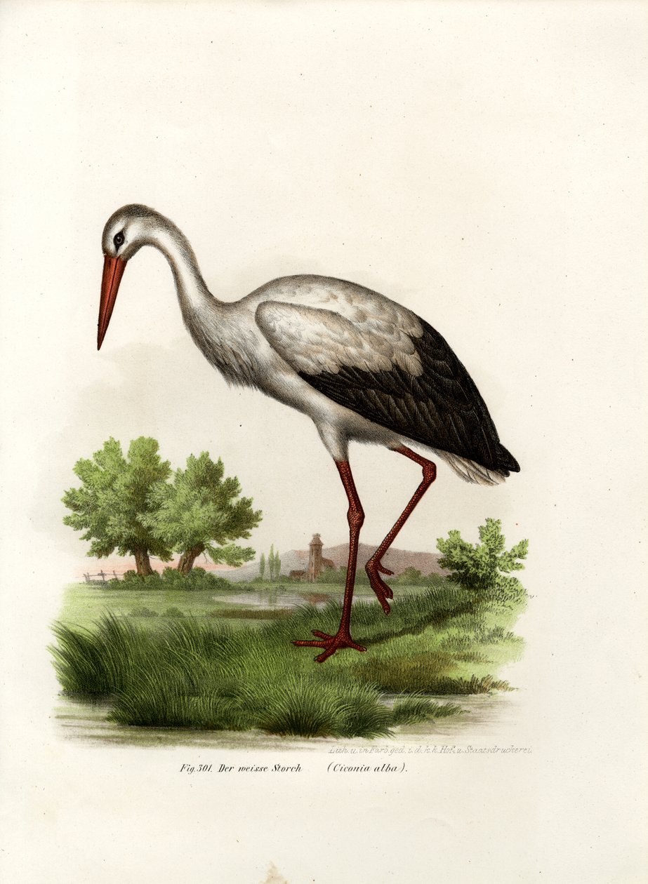 Cigogne blanche, 1864 - German School