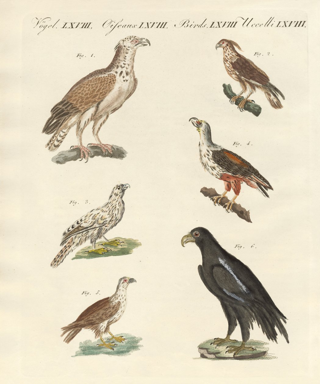 Oiseaux africains - German School