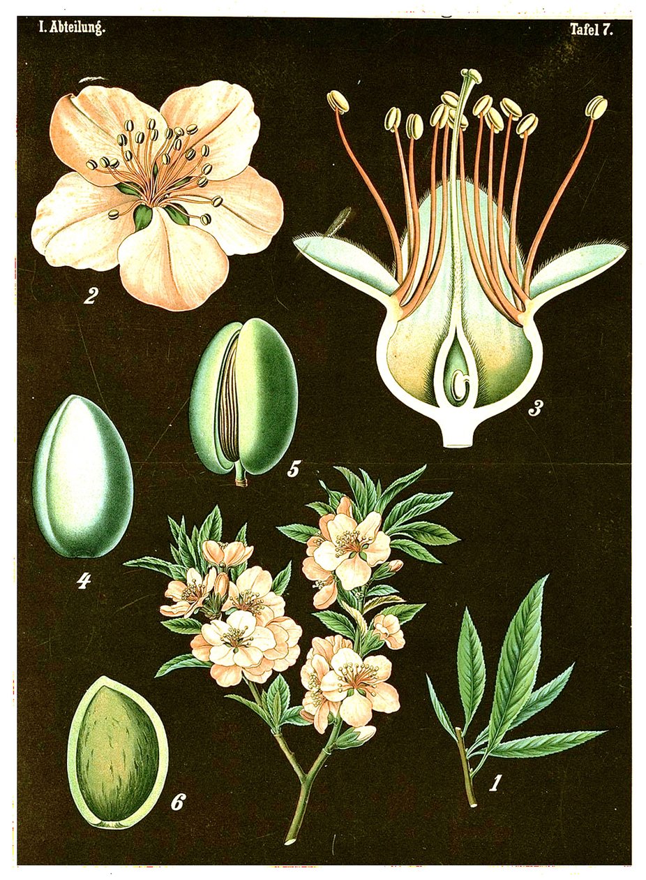 Amandier (Prunus Amygdalus) - German School