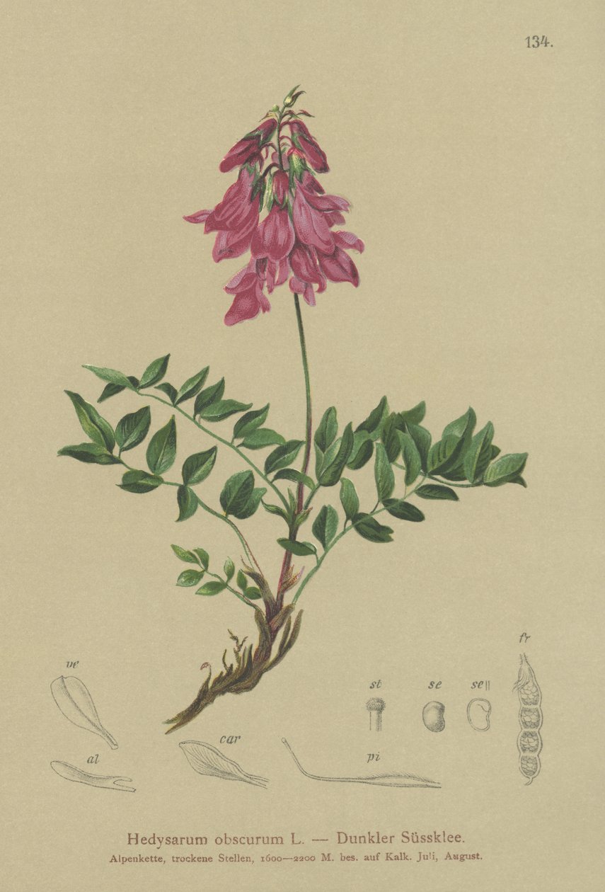 Alpine (Hedysarum obscurum) - German School