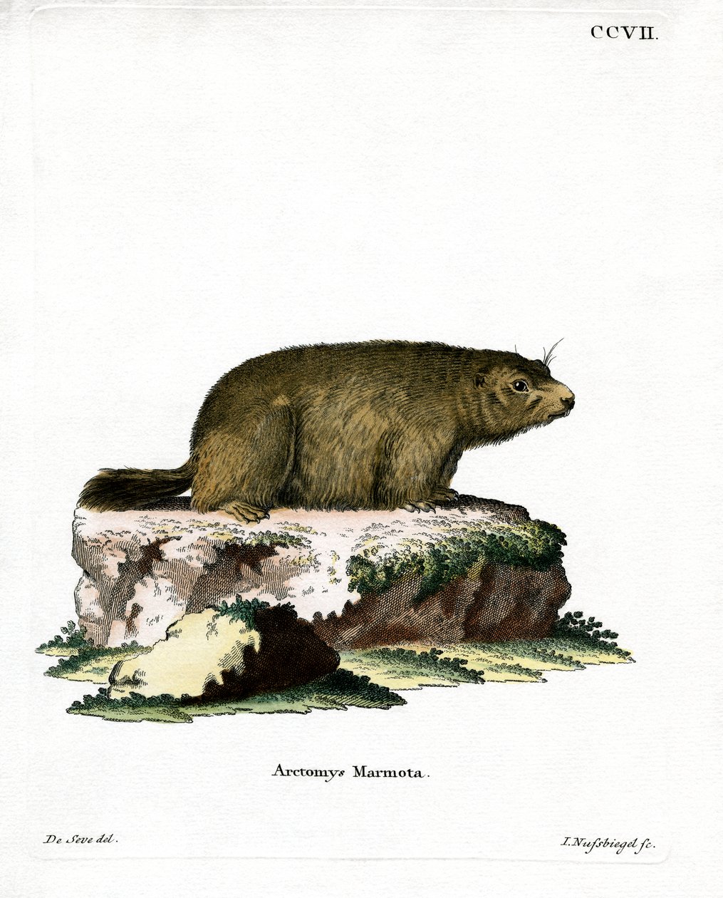 Marmotte alpine - German School