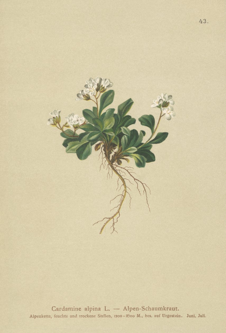 Cardamine alpine - German School