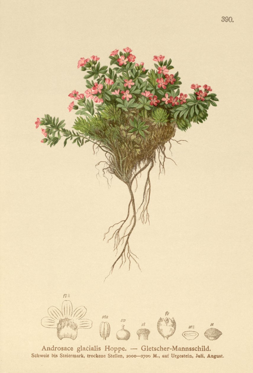 Androsace alpine - German School