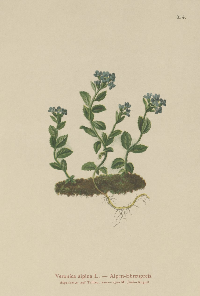 Véronique alpine (Veronica alpina) - German School