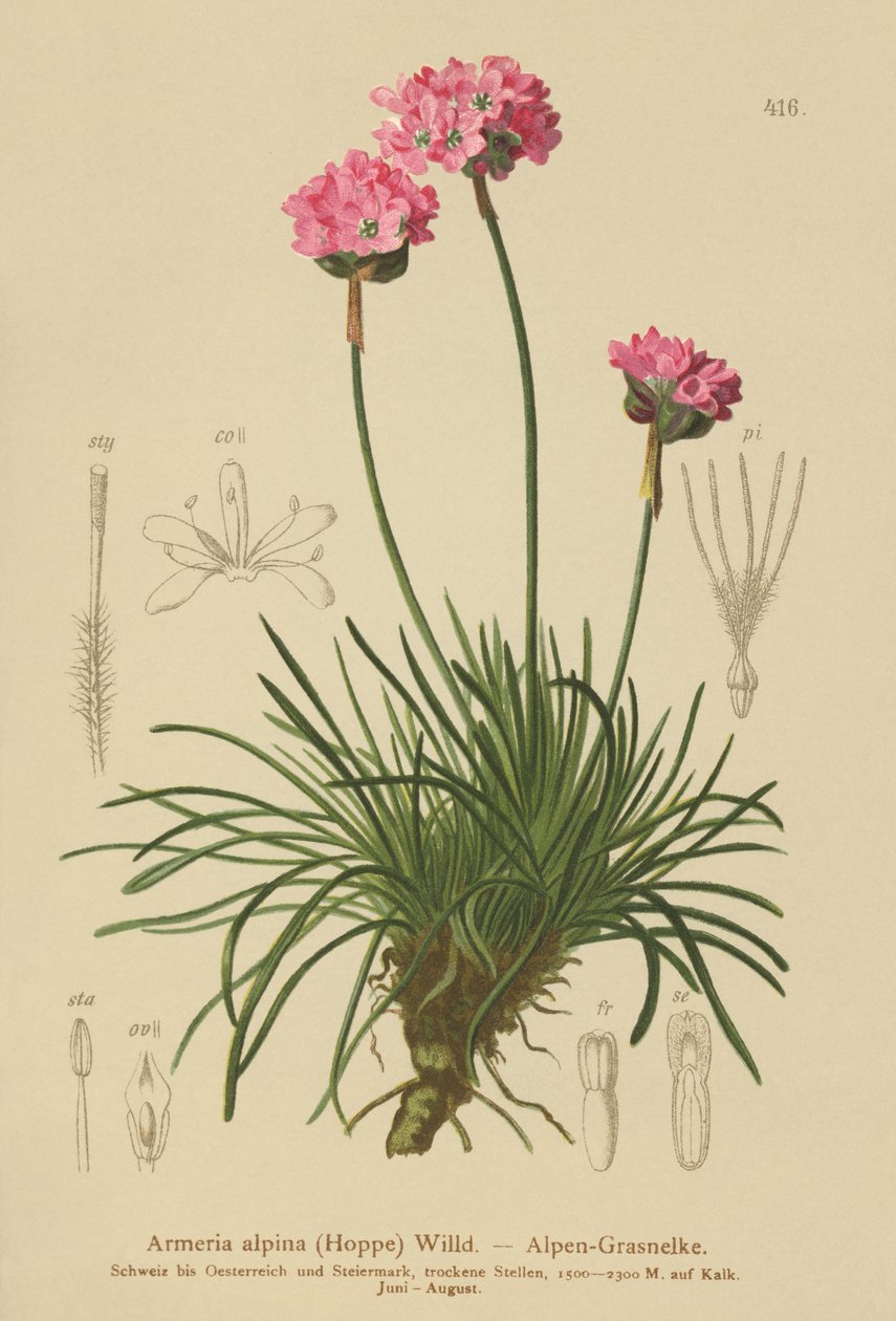 Armérie des Alpes (Armeria alpina) - German School